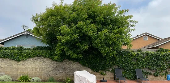 Lush tree overgrowing backyard patio area, representing custom tree service.