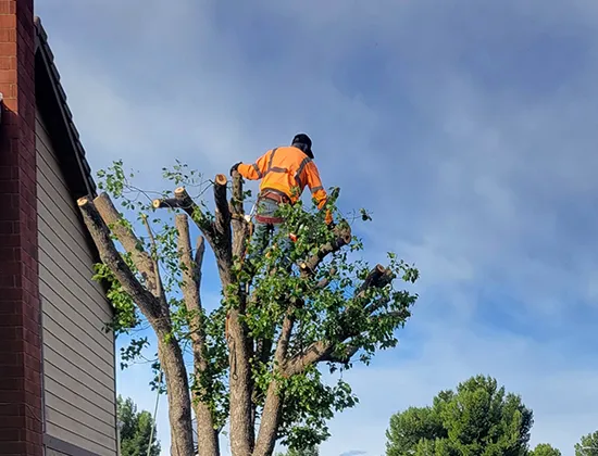 Residential Arborist pruning tree