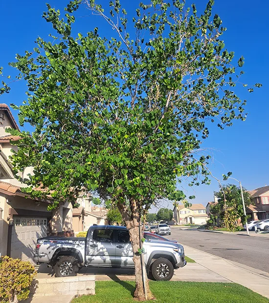 Tree with green leaves next to a truck representing residential tree service